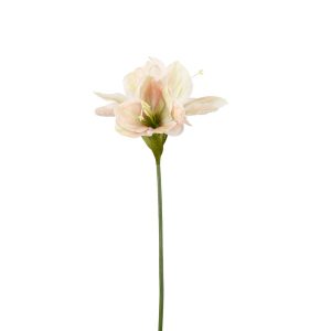 Amaryllis